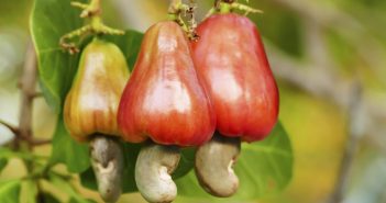 Harnessing Untapped Potential in Cashew Farming