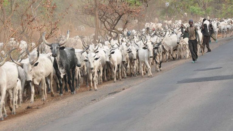 North-West governors ban herdsmen from carrying arms