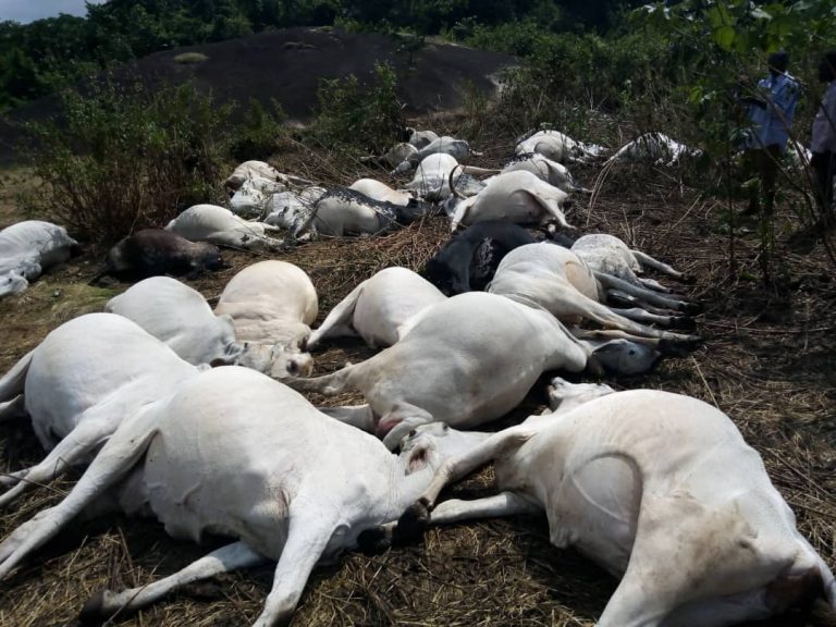 Thunder kills 36 cows on sacred hill in Ondo community