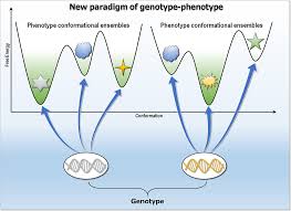 Why knowledge of your Blood genotype is important