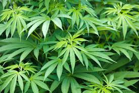 Cannabis cultivation remains heinous offence – NDLEA boss
