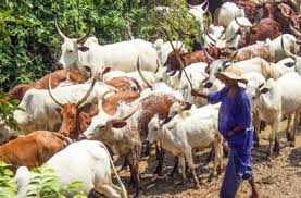 FG begins remodelling of Grazing Reserves into Ranches in 7 States
