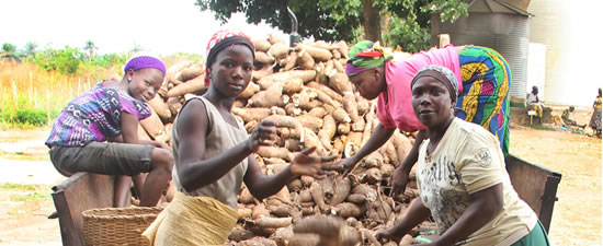 UK Institute Commends Nigerian Cassava Drying Technology