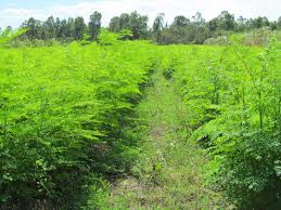 Moringa farmers lament neglect by government