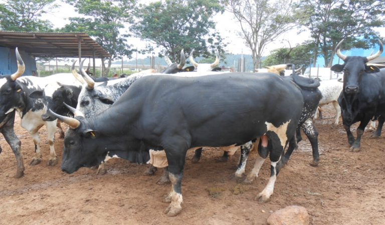 FG to begin registration of livestock in Nigeria