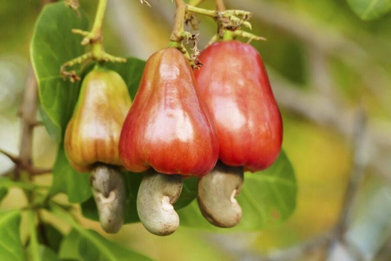 Harnessing Untapped Potential in Cashew Farming