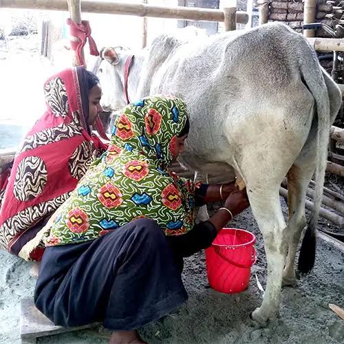 2023 World Milk Day: Stakeholders Seek Greater Attention to Dairy Production  