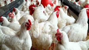 Nigeria’s Poultry Sector Collapsing – PAN