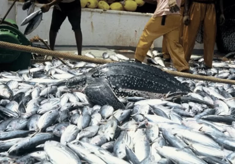 How We Lost N100bn to Flood – Fish Farmers 