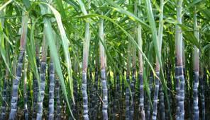 Public Health Concerns Threaten Nigeria’s Sugar Masterplan