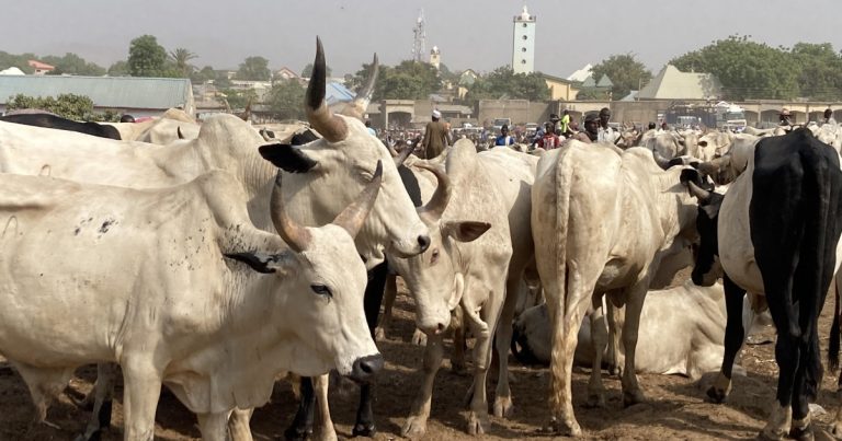 Youths Central to Our Livestock Development Strategy,  Minister